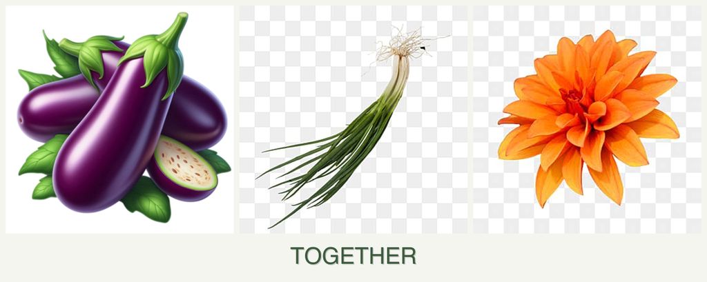 Can you plant eggplant, chives and dahlias together?