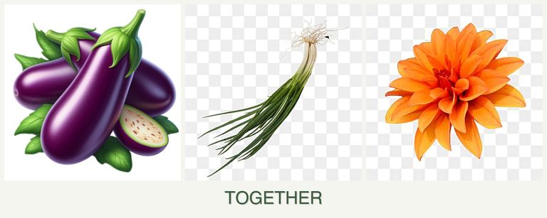 Can you plant eggplant, chives and dahlias together?