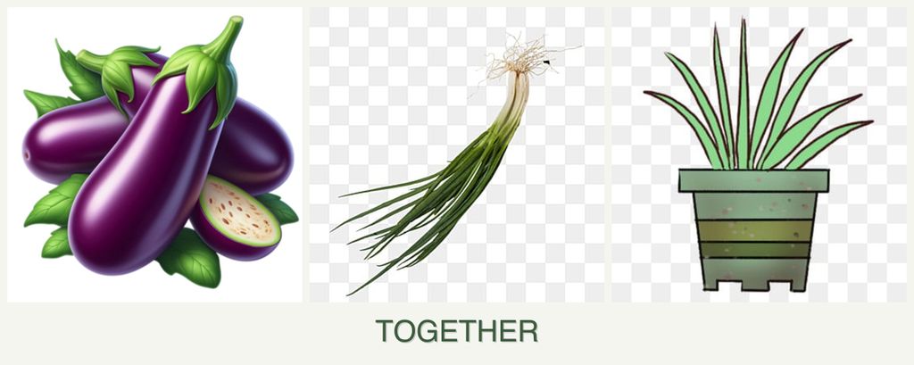 Can you plant eggplant, chives and lemongrass together?