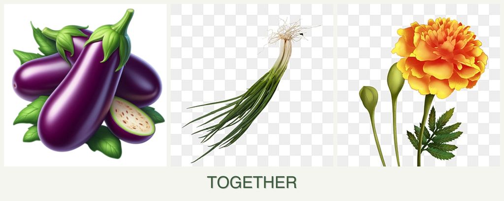 Can you plant eggplant, chives and marigolds together?