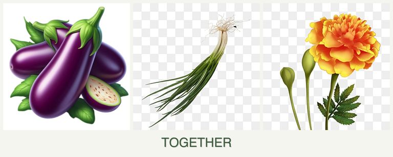 Can you plant eggplant, chives and marigolds together?