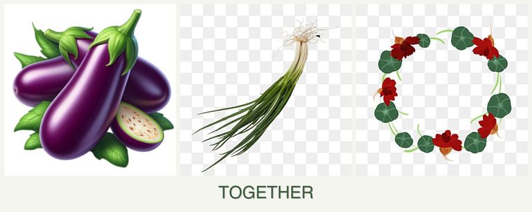 Can you plant eggplant, chives and nasturtiums together?