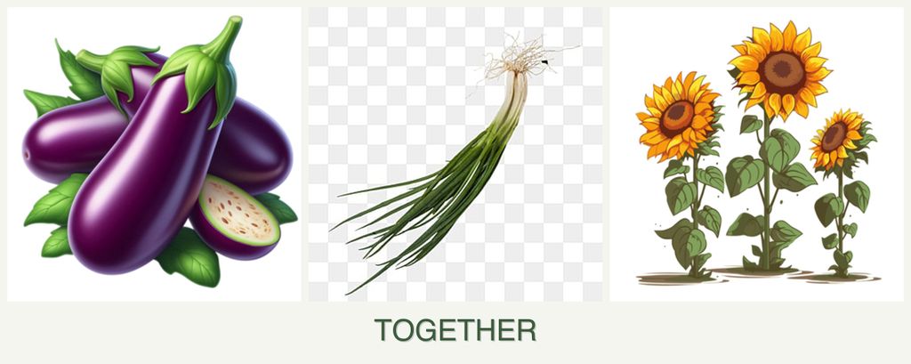 Can you plant eggplant, chives and sunflowers together?