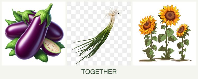 Can you plant eggplant, chives and sunflowers together?