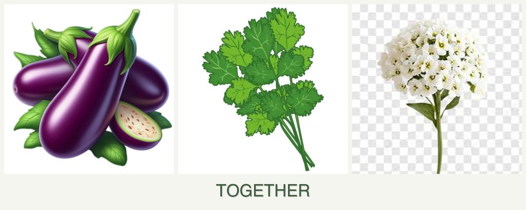 Can you plant eggplant, cilantro and alyssum together?