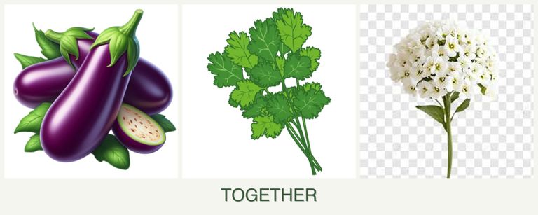 Can you plant eggplant, cilantro and alyssum together?