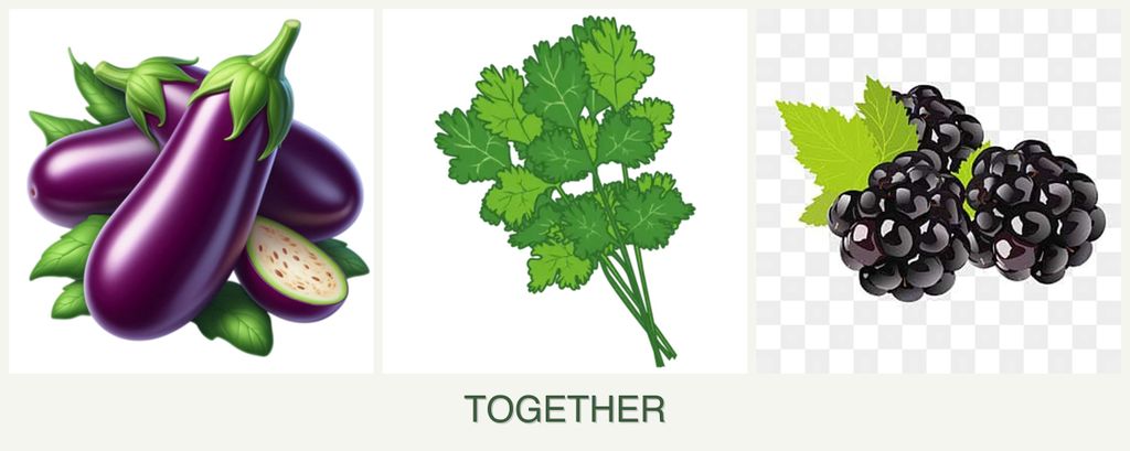 Can you plant eggplant, cilantro and blackberries together?