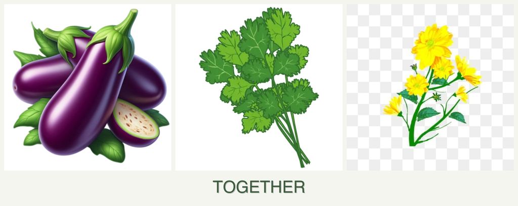 Can you plant eggplant, cilantro and calendula together?