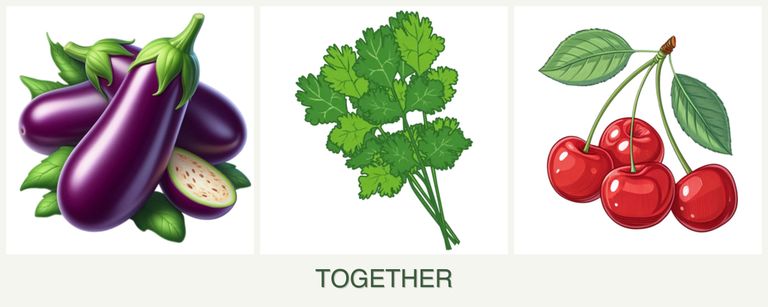 Can you plant eggplant, cilantro and cherries together?