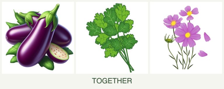 Can you plant eggplant, cilantro and cosmos together?