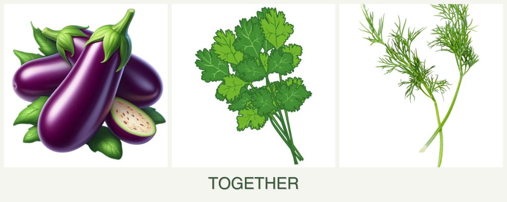 Can you plant eggplant, cilantro and dill together?