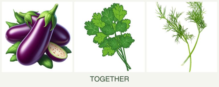 Can you plant eggplant, cilantro and dill together?