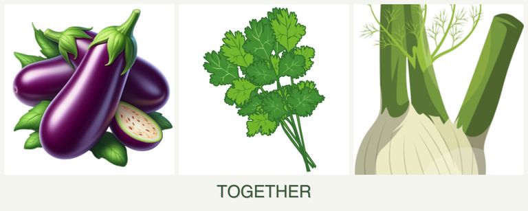 Can you plant eggplant, cilantro and fennel together?