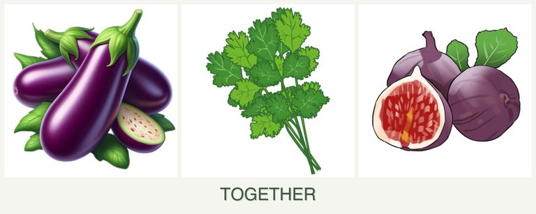 Can you plant eggplant, cilantro and figs together?