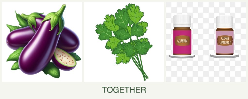 Can you plant eggplant, cilantro and geraniums together?