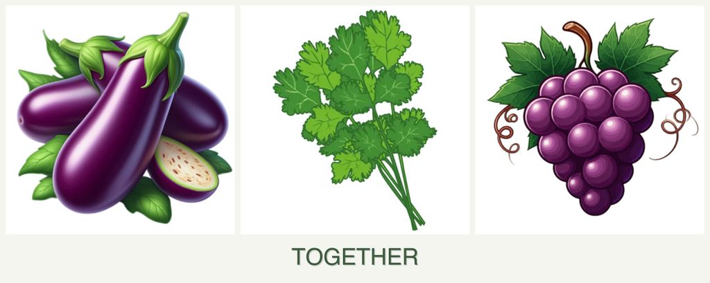 Can you plant eggplant, cilantro and grapes together?