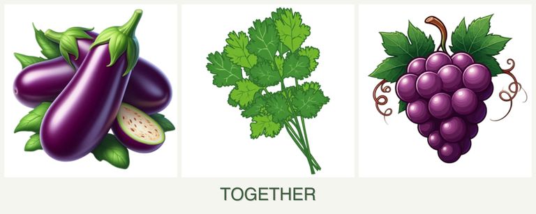 Can you plant eggplant, cilantro and grapes together?