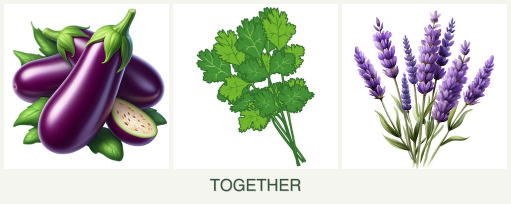 Can you plant eggplant, cilantro and lavender together?