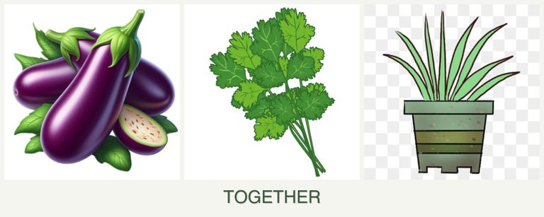 Can you plant eggplant, cilantro and lemongrass together?