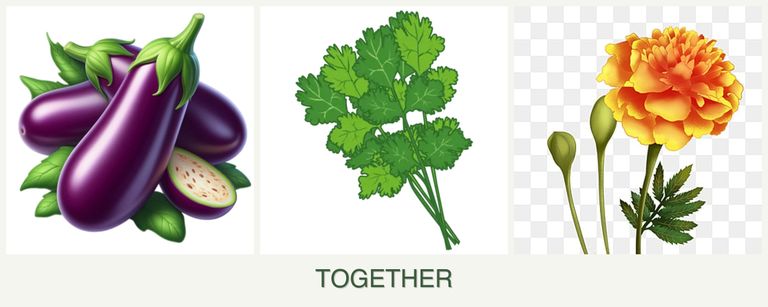 Can you plant eggplant, cilantro and marigolds together?