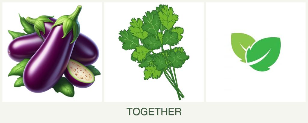 Can you plant eggplant, cilantro and mint together?