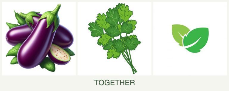 Can you plant eggplant, cilantro and mint together?