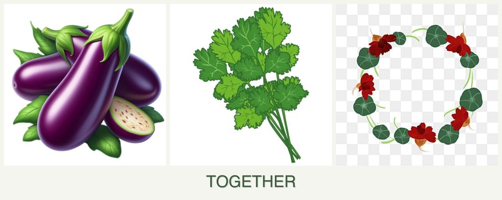 Can you plant eggplant, cilantro and nasturtiums together?