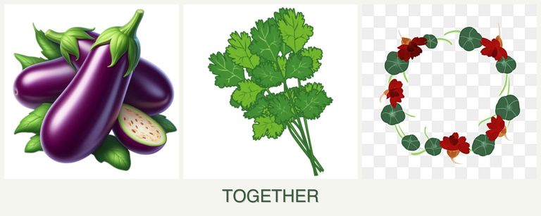 Can you plant eggplant, cilantro and nasturtiums together?