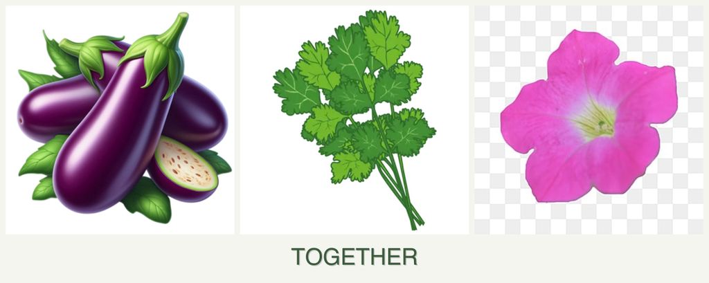 Can you plant eggplant, cilantro and petunias together?