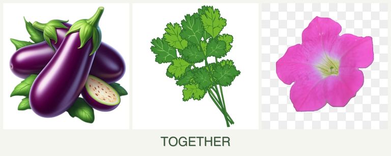 Can you plant eggplant, cilantro and petunias together?