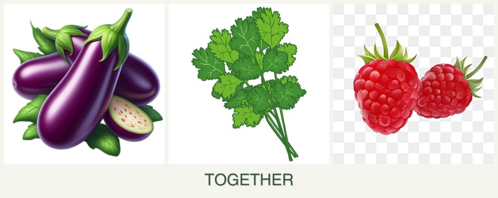 Can you plant eggplant, cilantro and raspberries together?