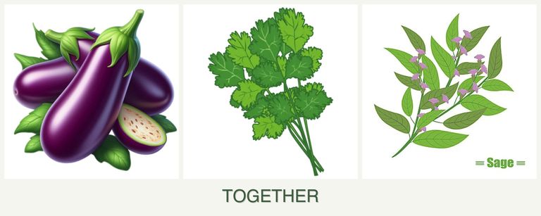 Can you plant eggplant, cilantro and sage together?