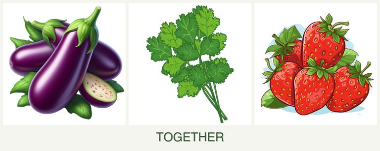 Can you plant eggplant, cilantro and strawberries together?