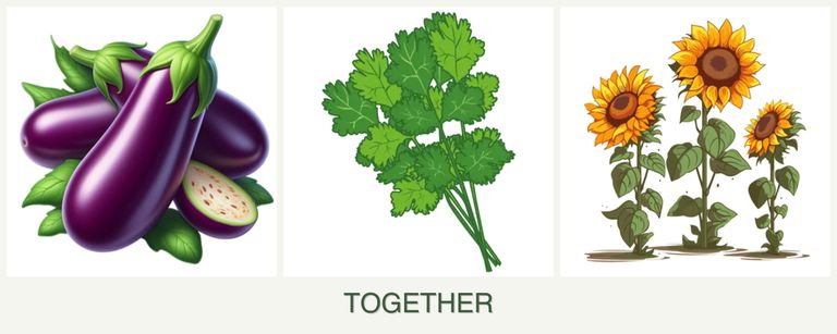 Can you plant eggplant, cilantro and sunflowers together?