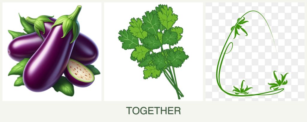 Can you plant eggplant, cilantro and tarragon together?