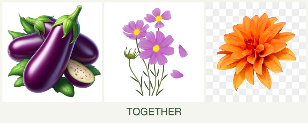 Can you plant eggplant, cosmos and dahlias together?