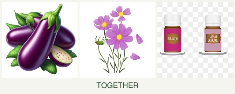 Can you plant eggplant, cosmos and geraniums together?