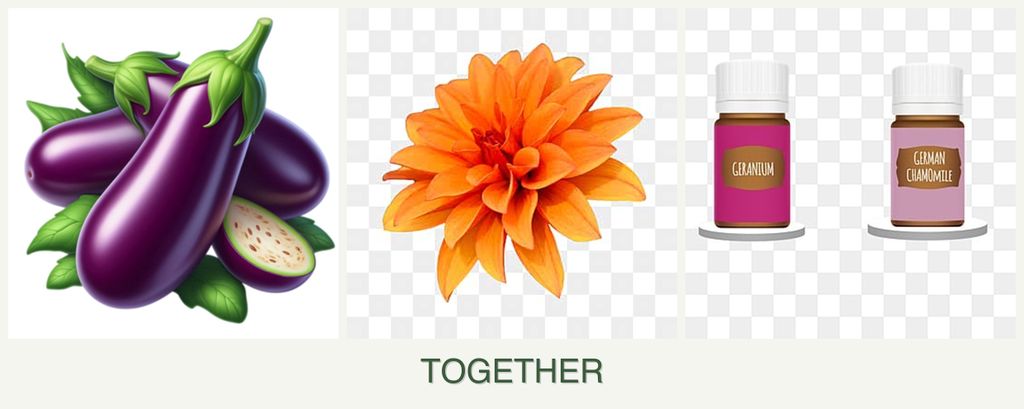 Can you plant eggplant, dahlias and geraniums together?