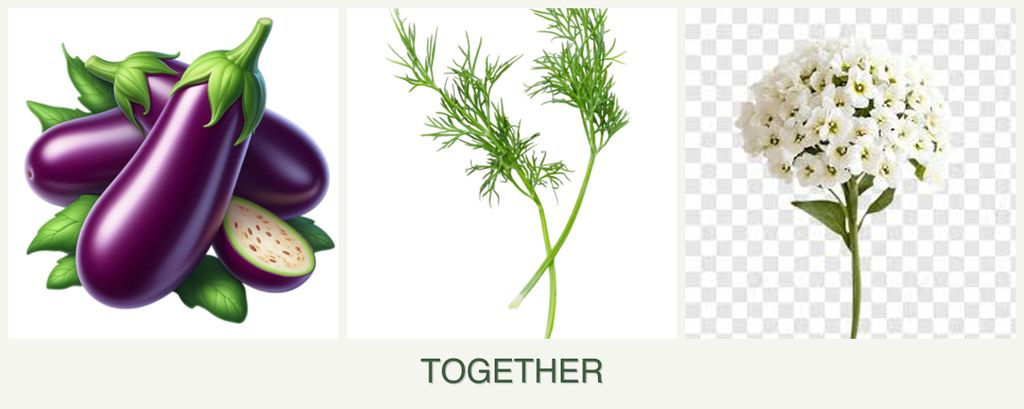 Can you plant eggplant, dill and alyssum together?