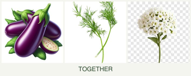 Can you plant eggplant, dill and alyssum together?