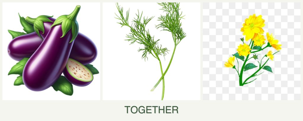 Can you plant eggplant, dill and calendula together?
