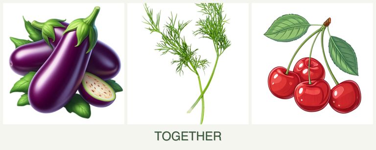 Can you plant eggplant, dill and cherries together?