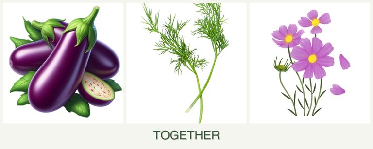 Can you plant eggplant, dill and cosmos together?