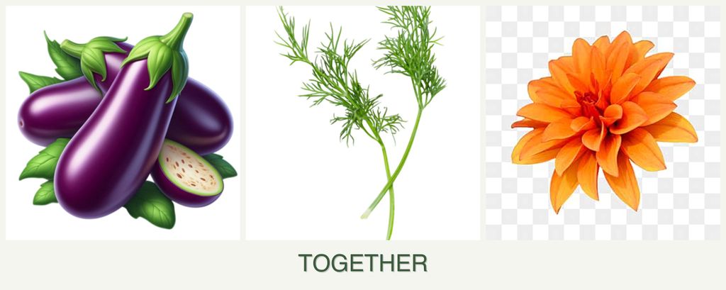 Can you plant eggplant, dill and dahlias together?