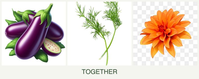 Can you plant eggplant, dill and dahlias together?