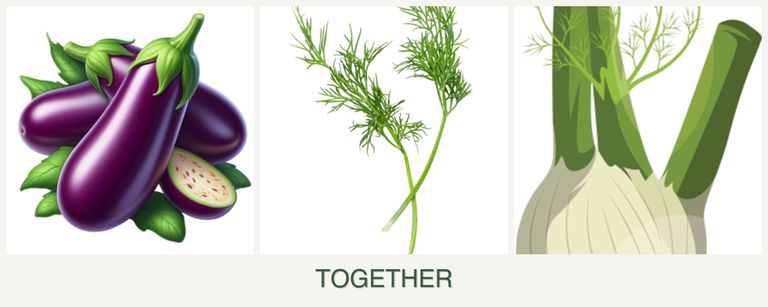 Can you plant eggplant, dill and fennel together?