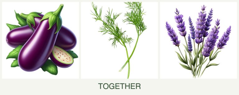 Can you plant eggplant, dill and lavender together?