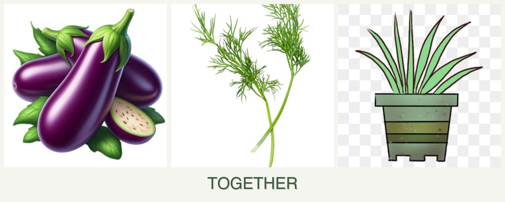 Can you plant eggplant, dill and lemongrass together?