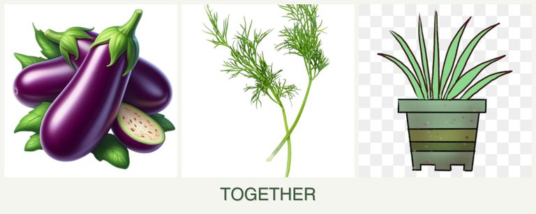 Can you plant eggplant, dill and lemongrass together?