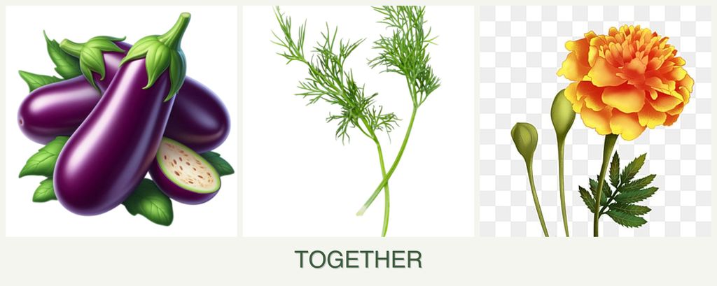 Can you plant eggplant, dill and marigolds together?